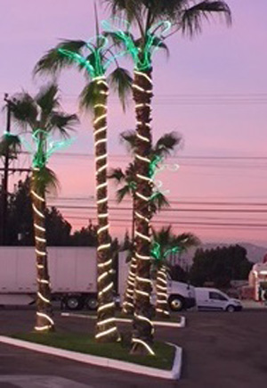 Palm Trees